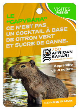 ZOO AFRICAN SAFARI - \"CAPYBARA \" ce n\'est pas un Cocktail !